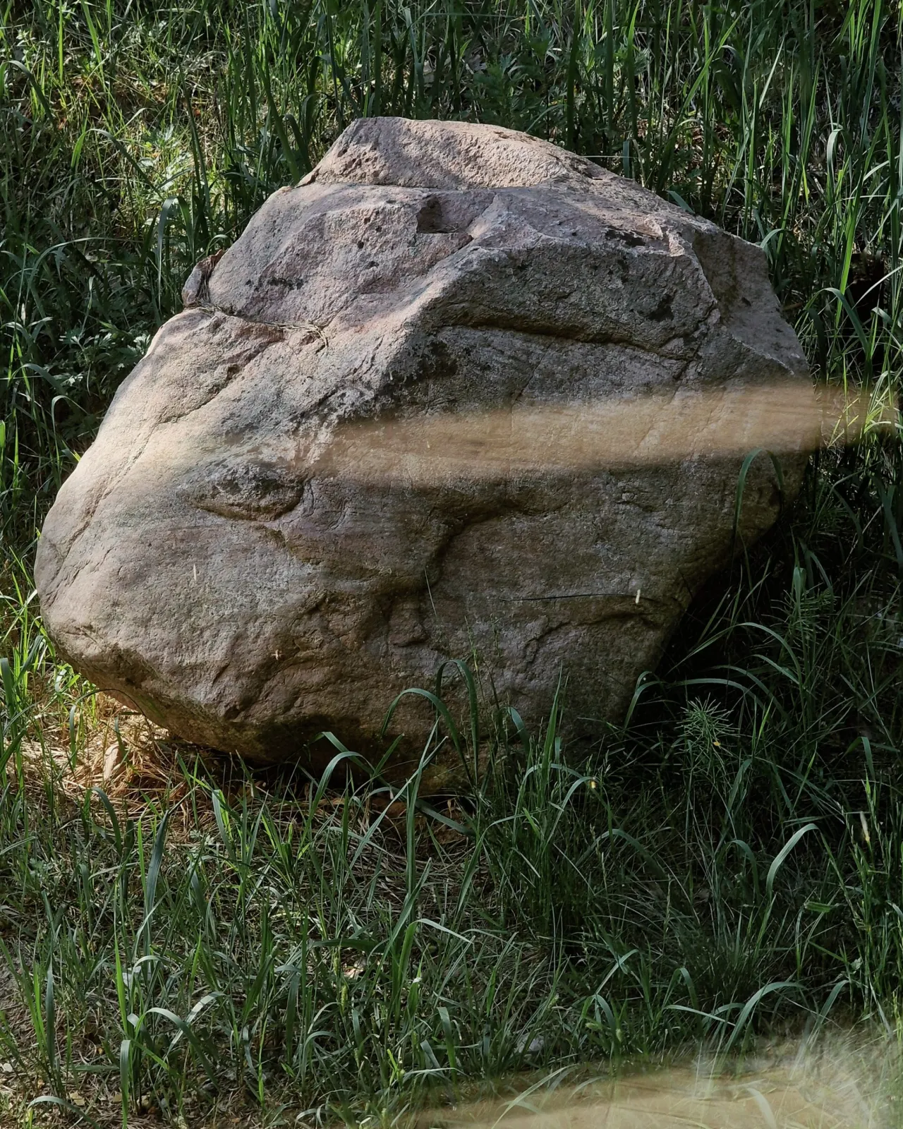 Ledynmečio riedulys vasaros žolėje