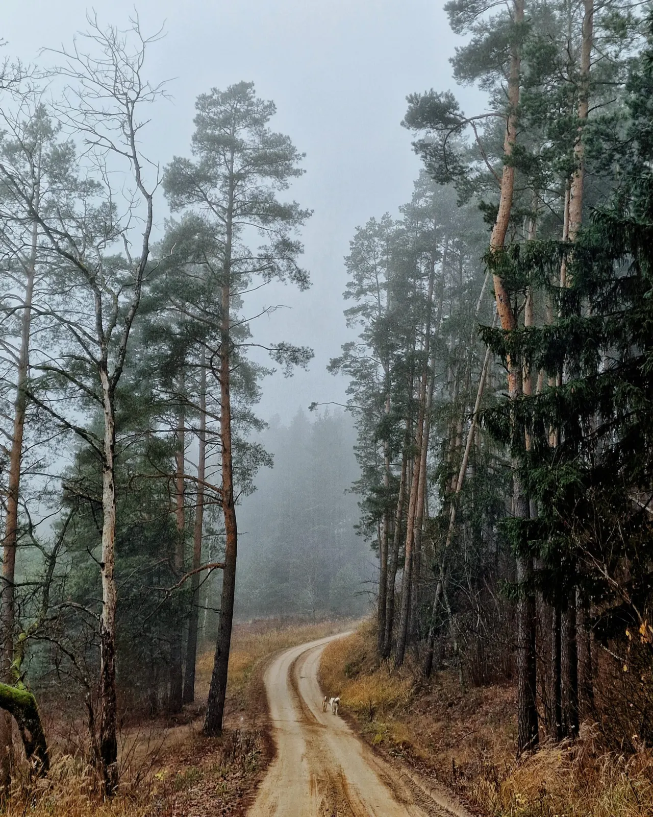 Rūkas miško kelyje vėlyvą rudenį